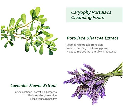 Caryophy Portulaca Cleansing Foam (150ml 5.07 fl oz.) 3 in 1, Portulaca Oleracea, Madecassoside, Centella Asiatica