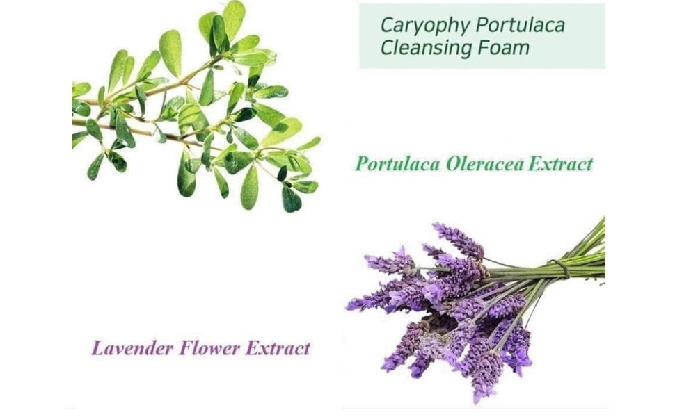 Caryophy Portulaca Cleansing Foam (150ml 5.07 fl oz.) 3 in 1, Portulaca Oleracea, Madecassoside, Centella Asiatica